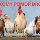 Rzekomy pomór drobiu